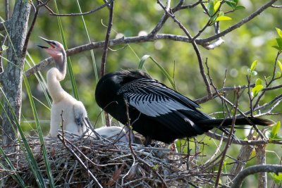 Anhinga with chicks, Everglades NP.jpg