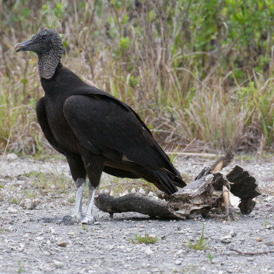 Black Vulture with Alligator jaw, Big Cypress, FL.jpg