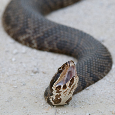 Cottonmouth, Loop Road, Everglades NP