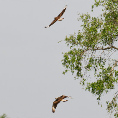 Crested Caracara pair, Felda, FL.jpg