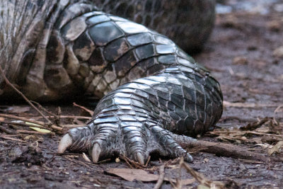 Gator hand, Shark Valley, Everglades NP.jpg