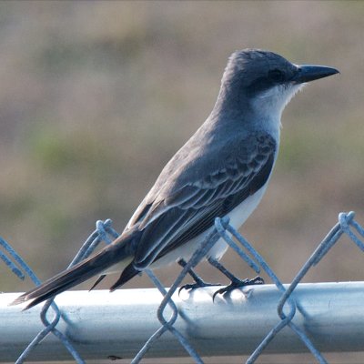 Gray Kingbird, Chokoloskee, FL.jpg