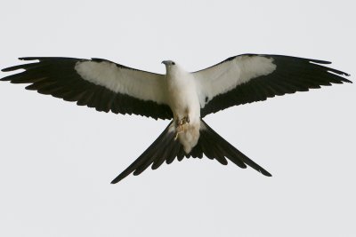 Swallow-Tailed Kite, Immokalee, FL.jpg