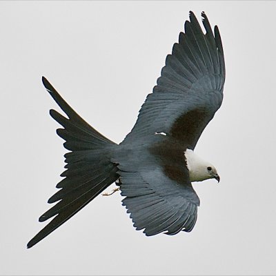 Swallow-Tailed Kite, Immokalee, FL.jpg