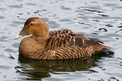 Common Eider female, Provincetown, MA.jpg