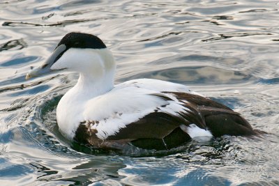 Eiders (Common and King)