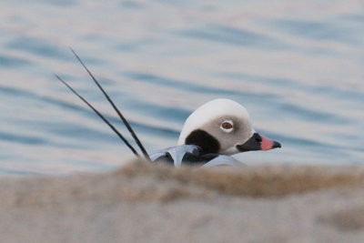 Long-Tailed Duck in twilight, Smiths Point, Nantucket.jpg