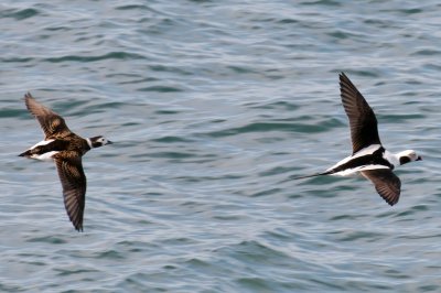 Long-Tailed Duck pair, Nantucket Sound.jpg