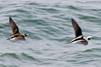 Long-Tailed Duck pair, Nantucket Sound.jpg