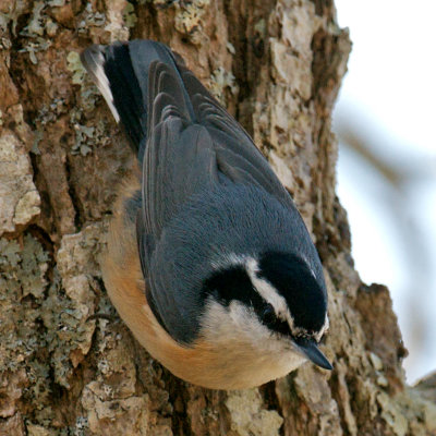 Red-Breasted Nuthatch, Provincetown, MA.jpg