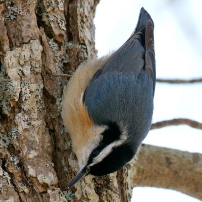 Red-Breasted Nuthatch, Provincetown, MA.jpg