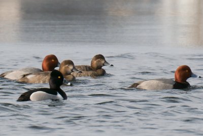 Redheads and Ring-Necked Duck, Nantucket.jpg