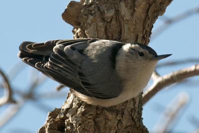 White-Breasted Nuthatch, Provincetown, MA.jpg