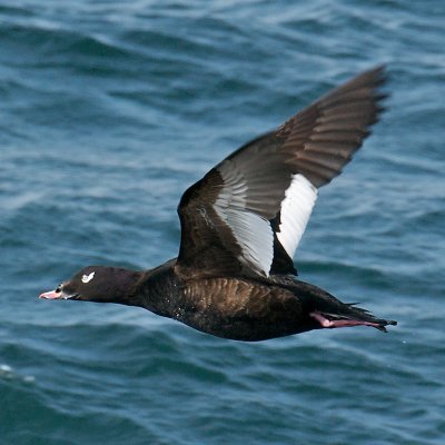 White-Winged Scoter, Nantucket Sound.jpg