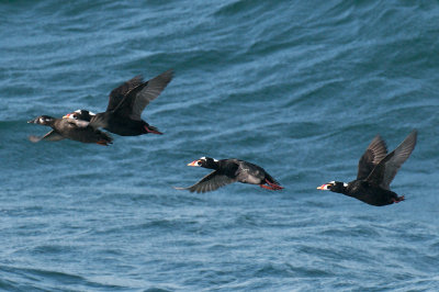 Surf Scoters, Nantucket Sound.jpg