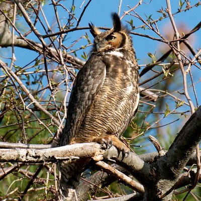 Great Horned Owl, Castle Hill, Ipswich, MA (1).jpg