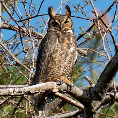 Great Horned Owl, Castle Hill, Ipswich, MA (2).jpg