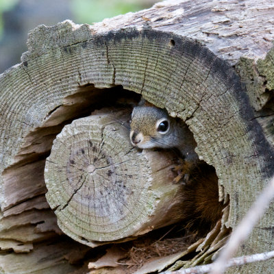 Squirrel in hollow log, Castle Hill, Ipswich, MA