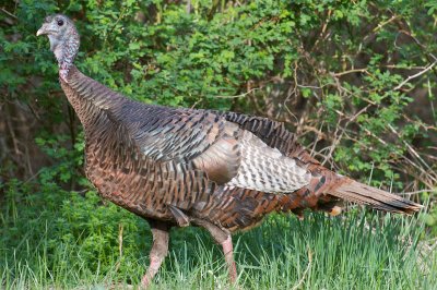 Wild Turkey, Castle Hill, Ipswich, MA