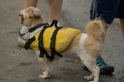 2009 Essex River Race scenes 23.jpg