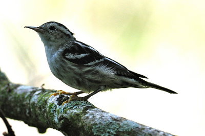 Black-and-White Warbler female