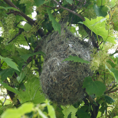 Baltimore Oriole nest, Conomo Point, MA.jpg