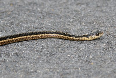 Eastern Ribbon Snake, Wenham, MA