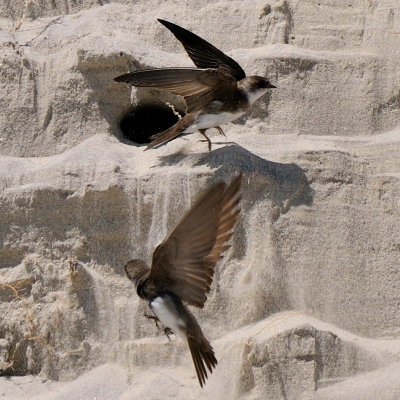 Bank Swallows, Crane's Beach, Ipswich, MA 2.jpg