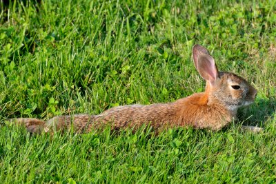 Cottontail relaxing, Essex, MA