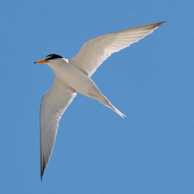 Least Tern, Crane's Beach, Ipswich, MA 3.jpg
