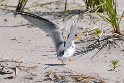 Least Tern, Crane's Beach, Ipswich, MA 5.jpg