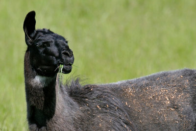 Llama, Grafton, MA