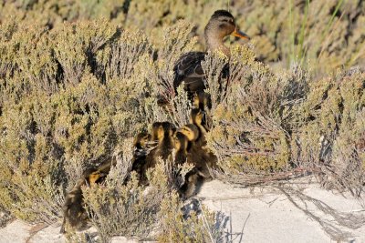 Mallard family, Crane's Beach dunes, Ipswich, MA 3.jpg