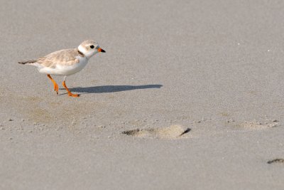 Piping Plover and footprint 6-25-09