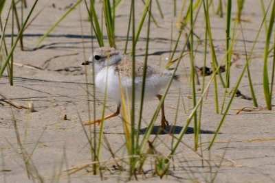 Piping Plover chick 6-17-09