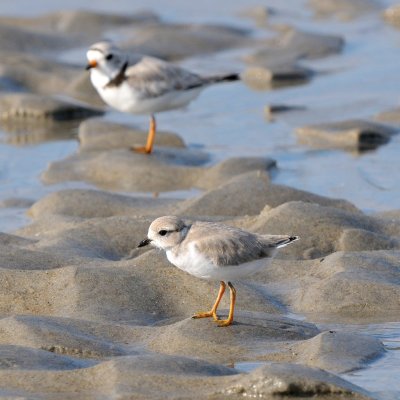 Piping Plover juvenile and parent 6-25-09