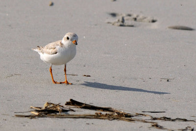 Piping Plover 6-25-09
