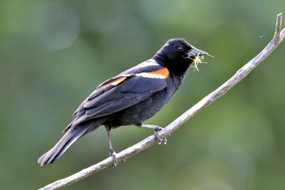Red-Winged Blackbird, Worcester, MA.jpg