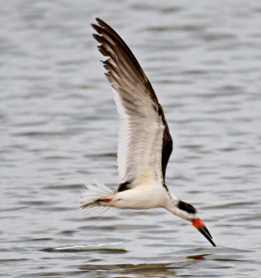 Black Skimmer, Ding Darling.jpg