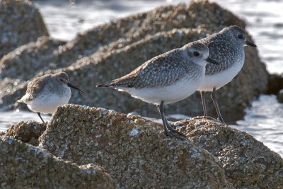 Black-Bellied Plover and Dunlin nonbreeding, Gooseberry Neck, MA.jpg