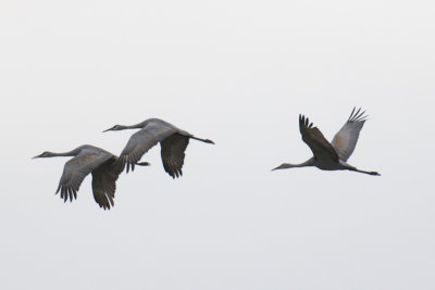Sandhill Crane, Wheeler NWR, AL.jpg