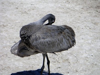 Sandhill Crane, near Orlando, FL (1).jpg