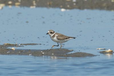 nonbreeding Semipalmated Plover, Essex Bay, MA.jpg