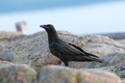 American Crow, Mt Desert, ME 1.jpg