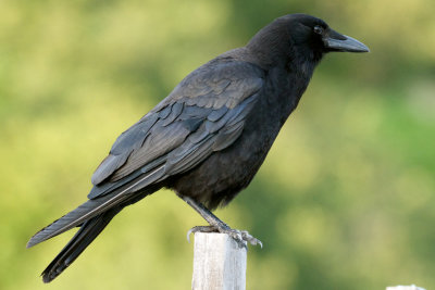 American Crow, New Brunswick.jpg