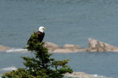 Bald Eagle, Cape Breton (1).jpg