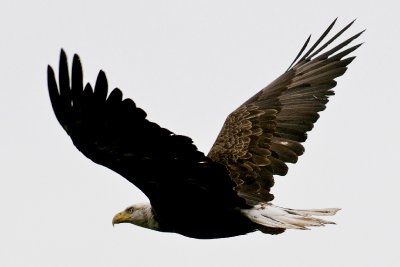 Bald Eagle, Cape Breton (2).jpg