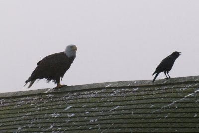 Bald Eagle, Lubec, ME.jpg