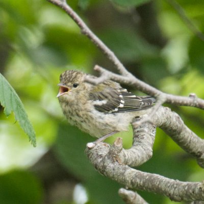 Bay-Breasted Warbler juvenile
