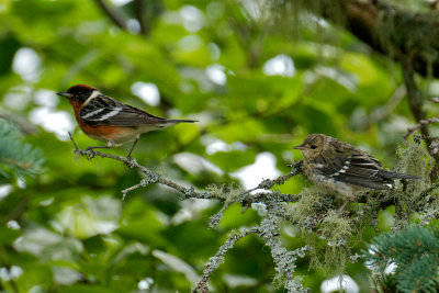 Bay-Breasted Warbler juvenile and adult